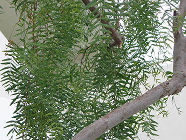 Schinus molle or California Pepper Tree